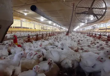Volume de exportações de carne de frango foi recorde em 2021