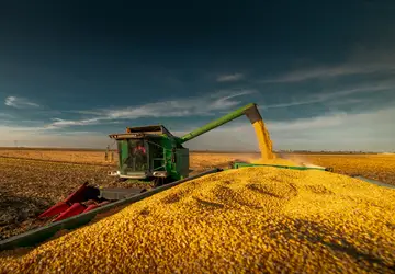 Clima seco no Sul mantém preço do milho em alta